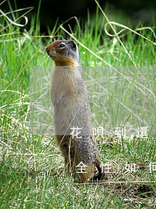花唄到還款日能否繼續(xù)使用？安全性如何？如何關閉？